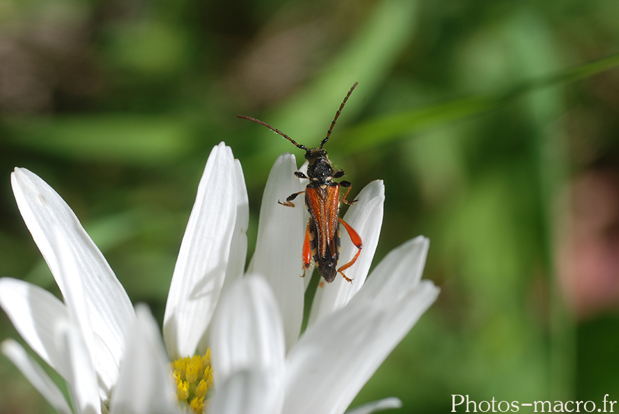 Stenopterus rufus